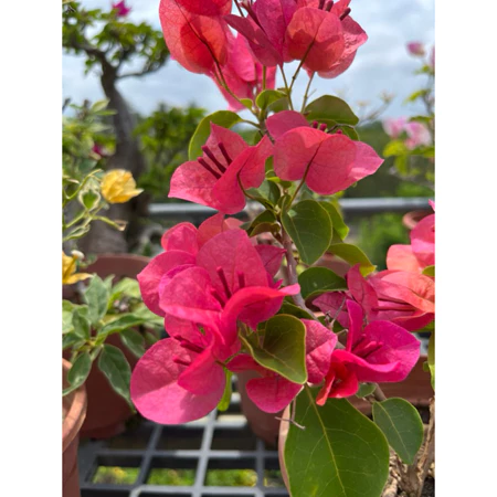 各種九重葛現剪枝條 西瓜