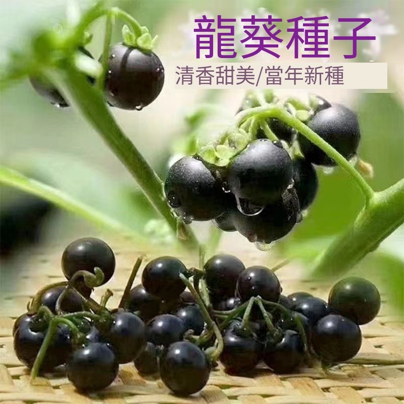 【CoCo園藝】龍葵種子 四季種植 四季黑星星野海椒石海椒野傘子黑天天種子 龍葵果種子漢方特色種子 | 蝦皮購物