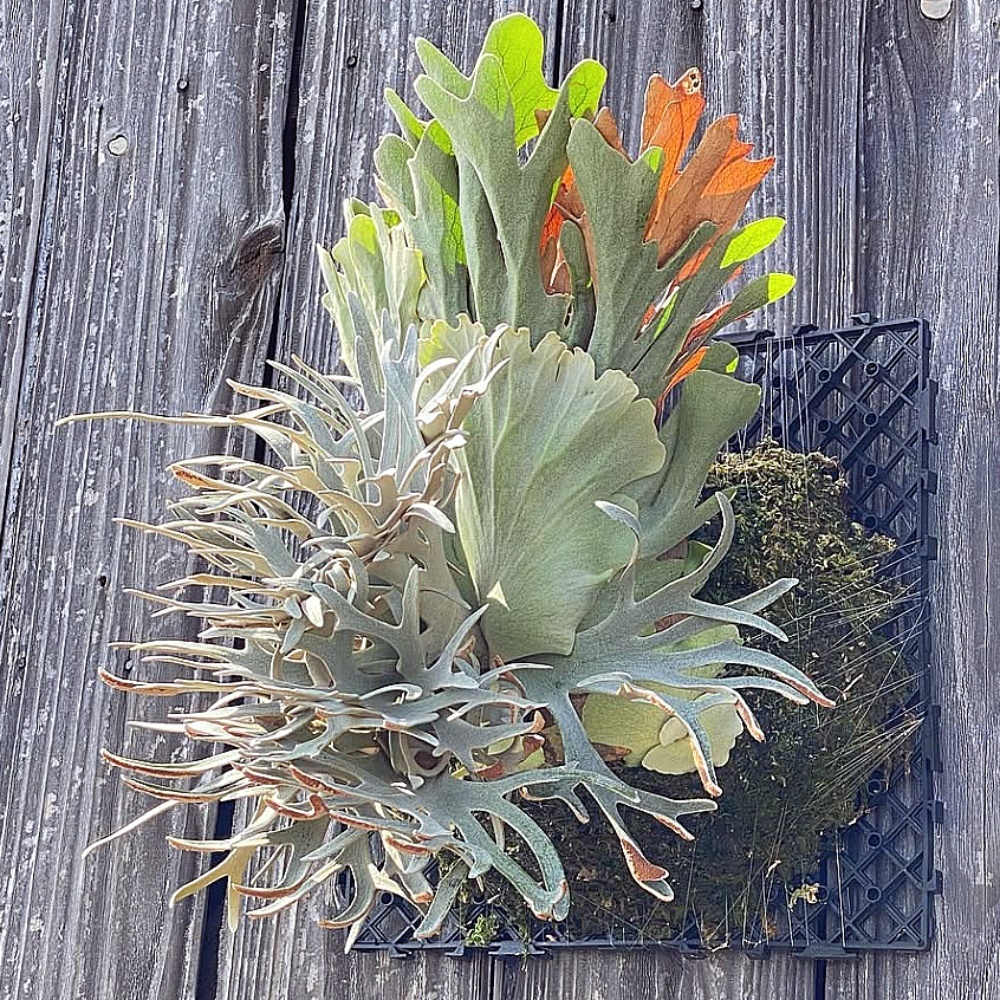 Nano孢子苗-P. Willinckii 'Nano' sporeling鹿角蕨侏儒爪哇上板植物