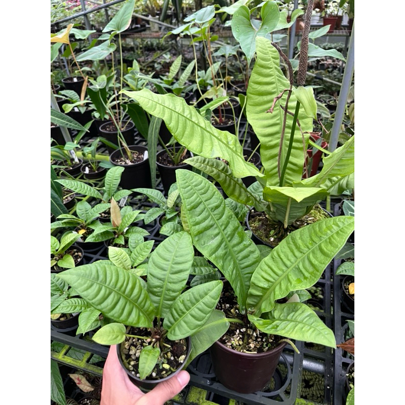 Anthurium reflexinervium |