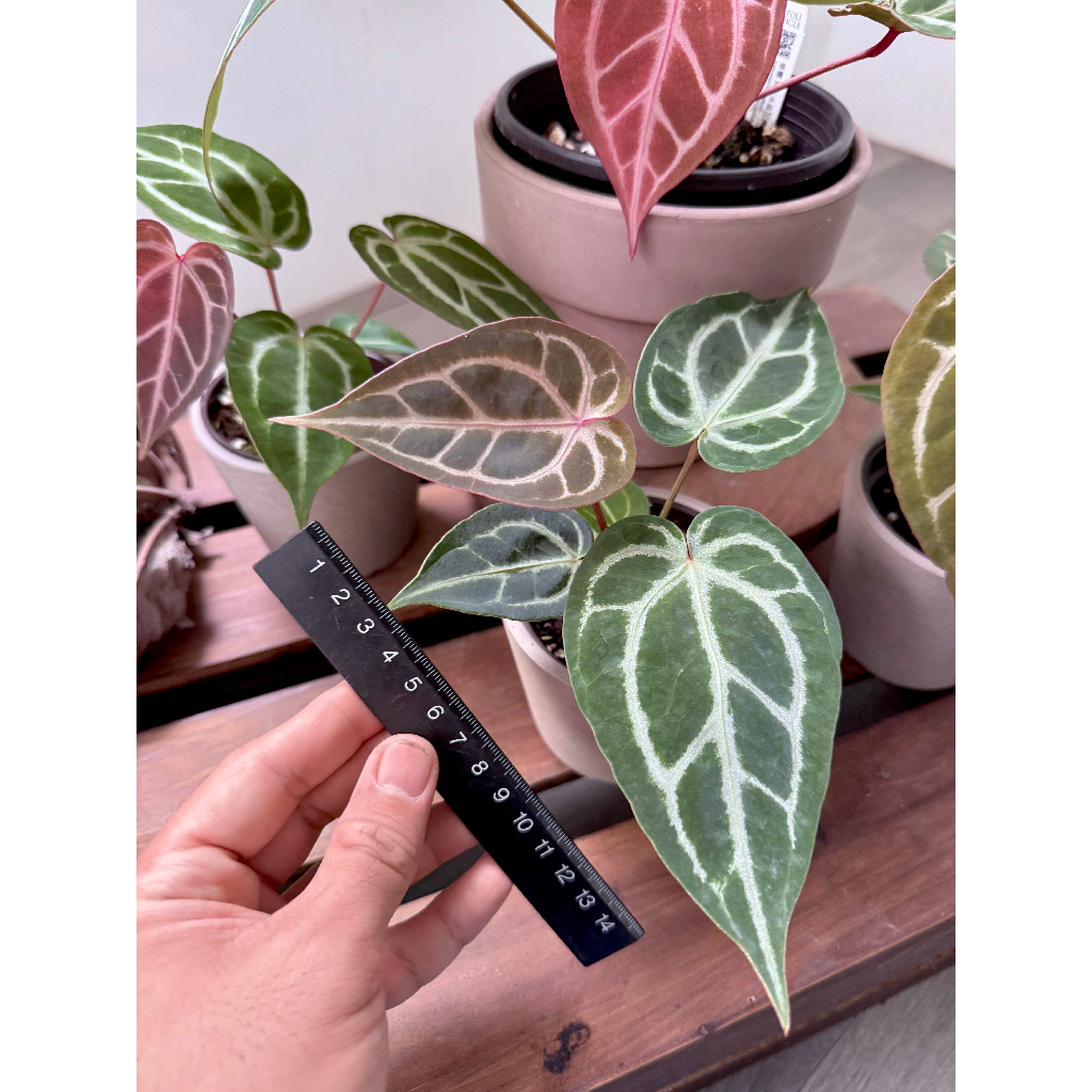 Anthurium magnificum X 'Red Crystal' 華麗交紅水晶| 蝦皮購物
