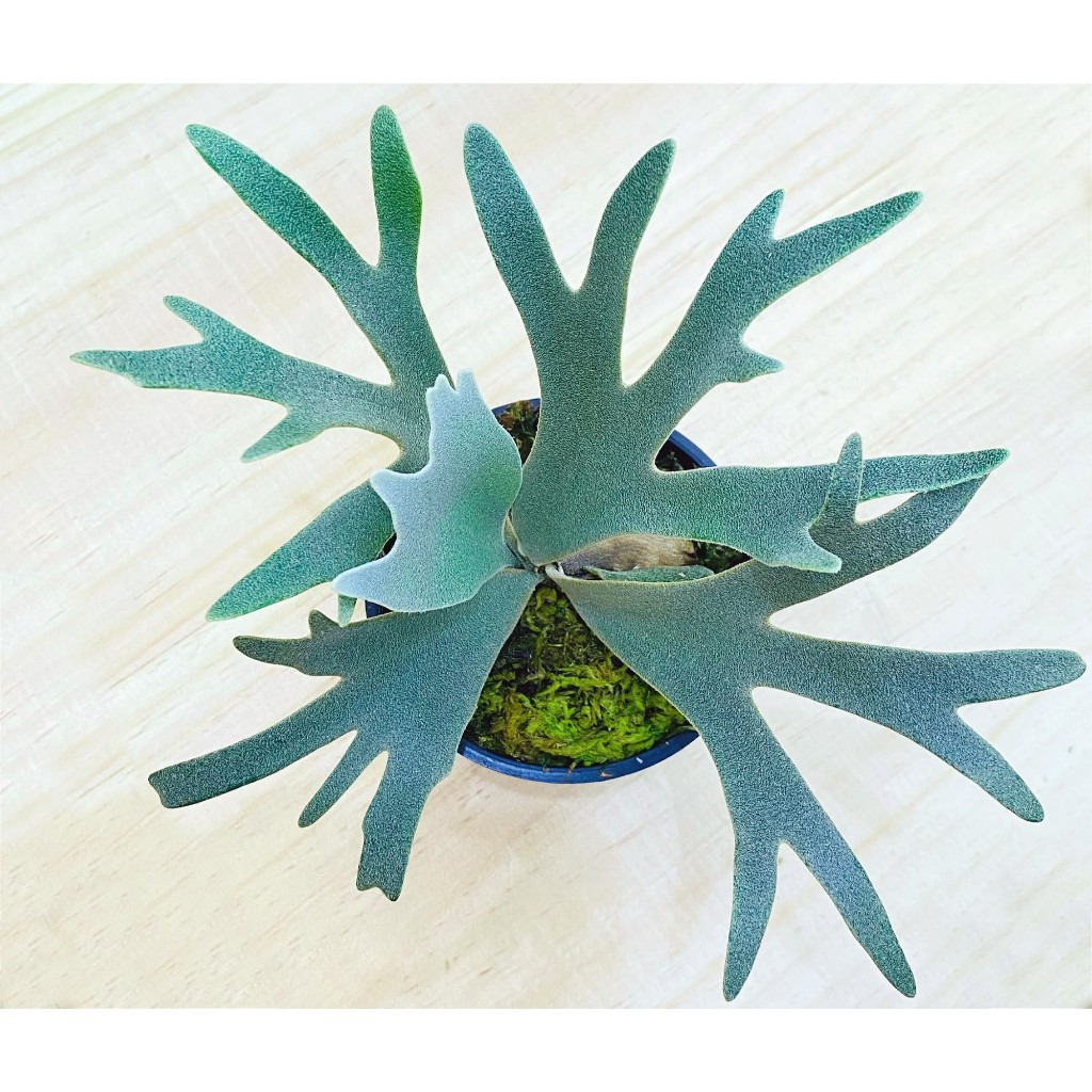 Nano孢子苗-P. Willinckii 'Nano' sporeling鹿角蕨侏儒爪哇上板