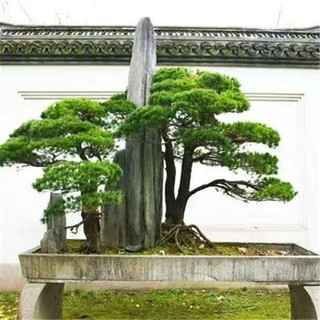 松樹種子（100粒）四季種植 美人鬆 油鬆 華山鬆 鬆樹盆栽旺宅好運觀賞盆栽松樹 觀賞花卉種子 羅漢松造景盆栽種子 | 蝦皮購物