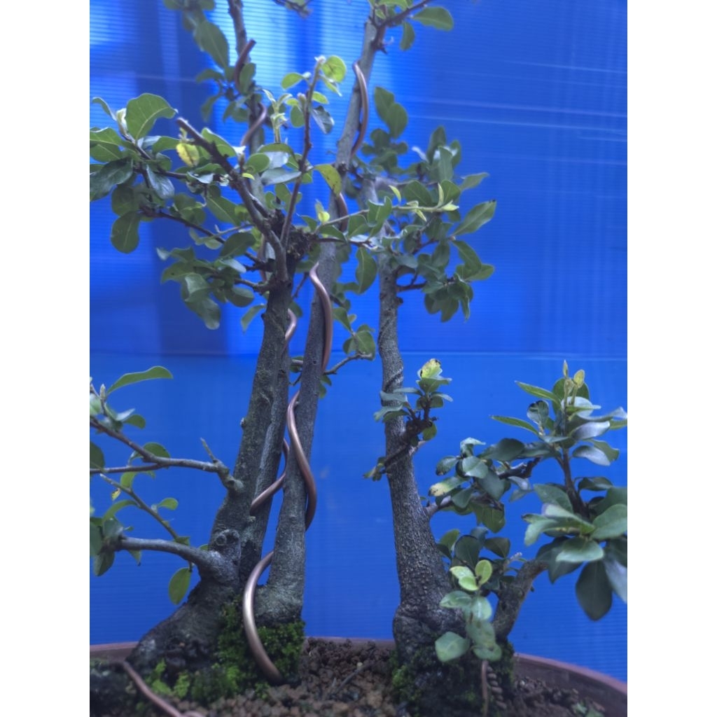 老爺柿　常盤柿 常盤柿老爺柿合植叢林模樣老度有10/4拍| 蝦皮購物