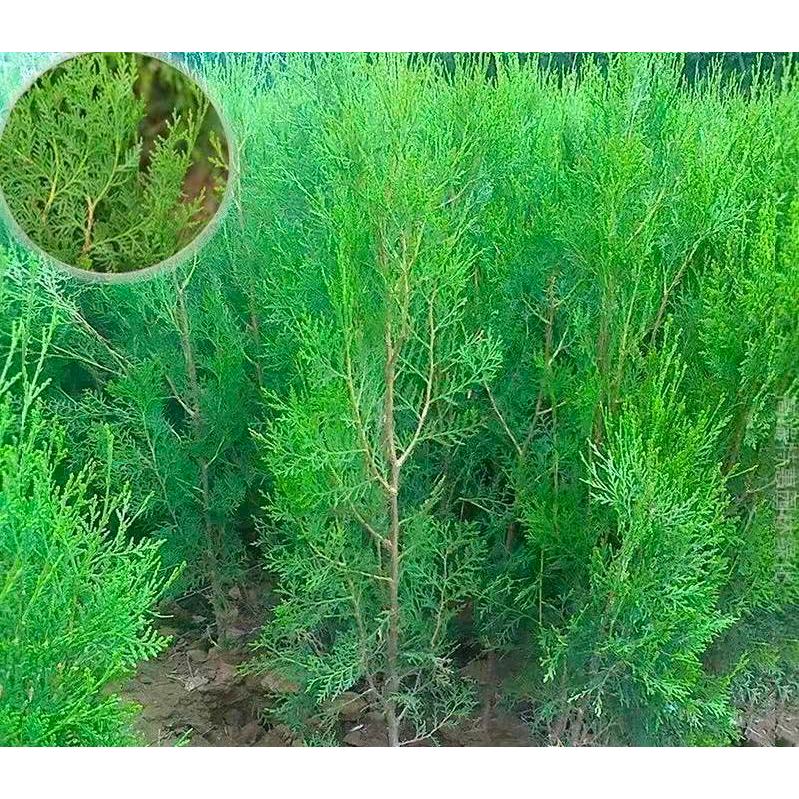 台灣扁柏苗 土扁柏側柏四季常青植物 3吋 | 蝦皮購物