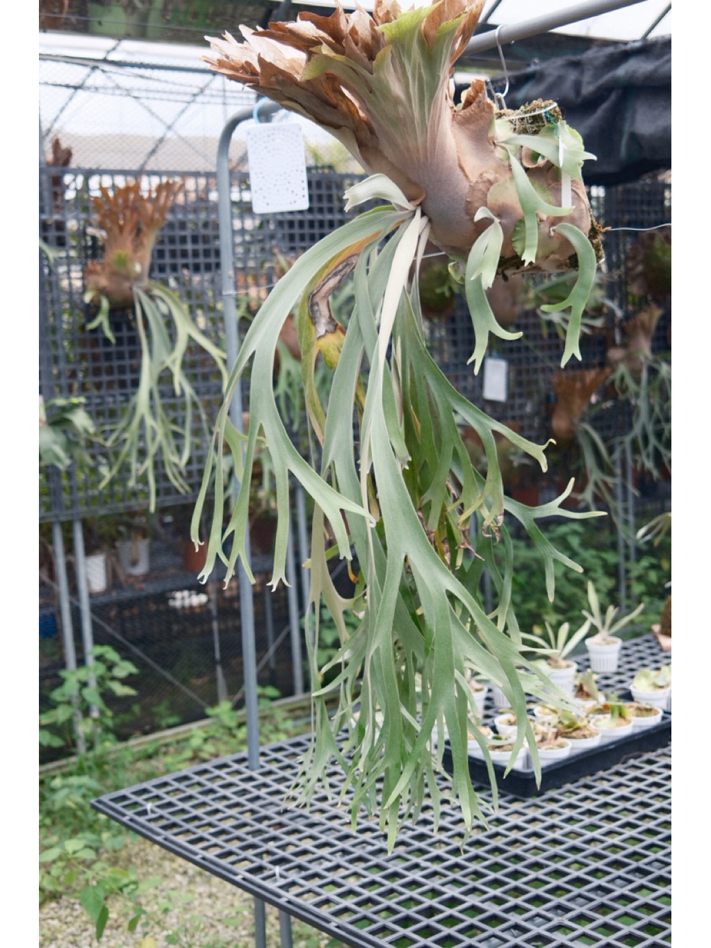 P.Willinckii cv. YAL spore 上板鹿角蕨| 蝦皮購物