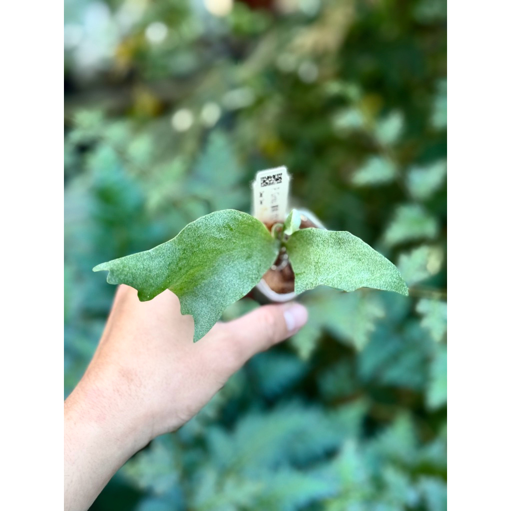 蕨的想買就買] 新手特價🔥銀華P. Ginka (TC) 鹿角蕨/蕨類植物/造景/造