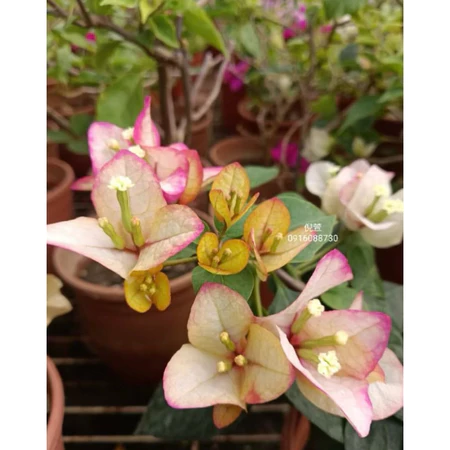 各種九重葛現剪枝條 倪萱