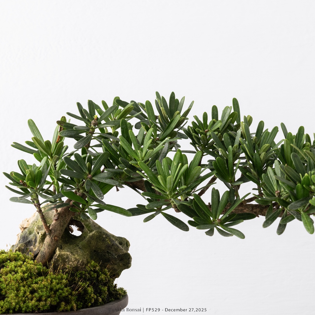 折鶴盆栽　　松　　11 Tanaka Bonsai】FP529 晶鑽羅漢松盆景| 松柏盆栽| 蝦皮購物
