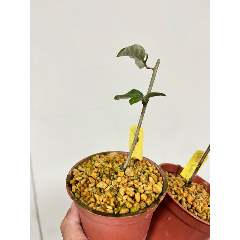 優勢】稀有日本盆栽樹種~夏茱萸| 蝦皮購物