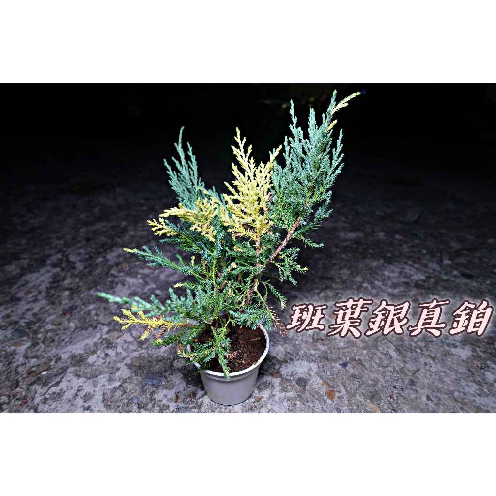 招財進寶，擋煞 斑葉銀真柏 柏樹盆栽 真柏盆栽 珍珠柏 盆栽植物 小豆盆栽 觀葉植物｜開幕賀禮｜新居落成 | 蝦皮購物