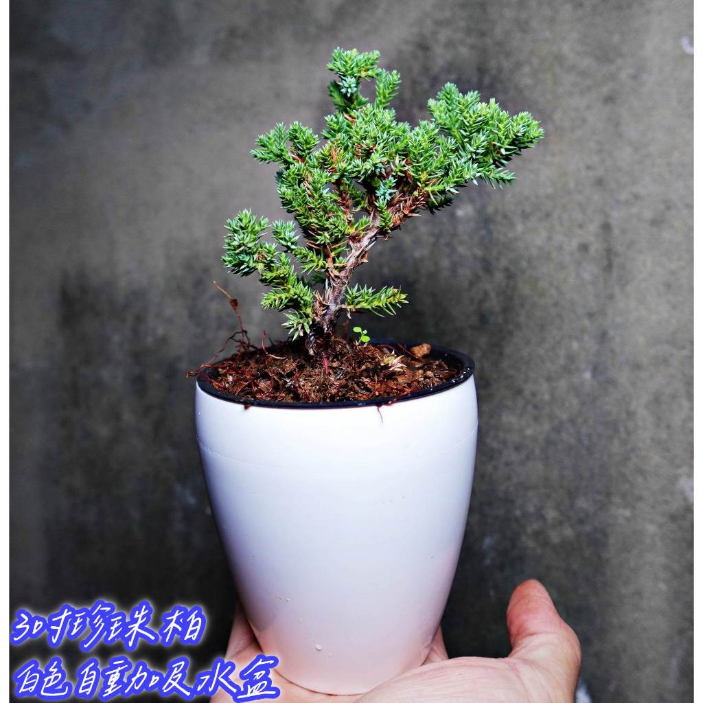 石化檜葉子小葉木本植物常綠小喬木(細葉達摩七里香迷你盆栽) 景觀樹小