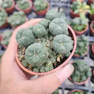 赤花有刺仔吹烏羽玉 仔吹き赤花烏羽玉(こふきあかばなうばたま)：ロフォフォラ属