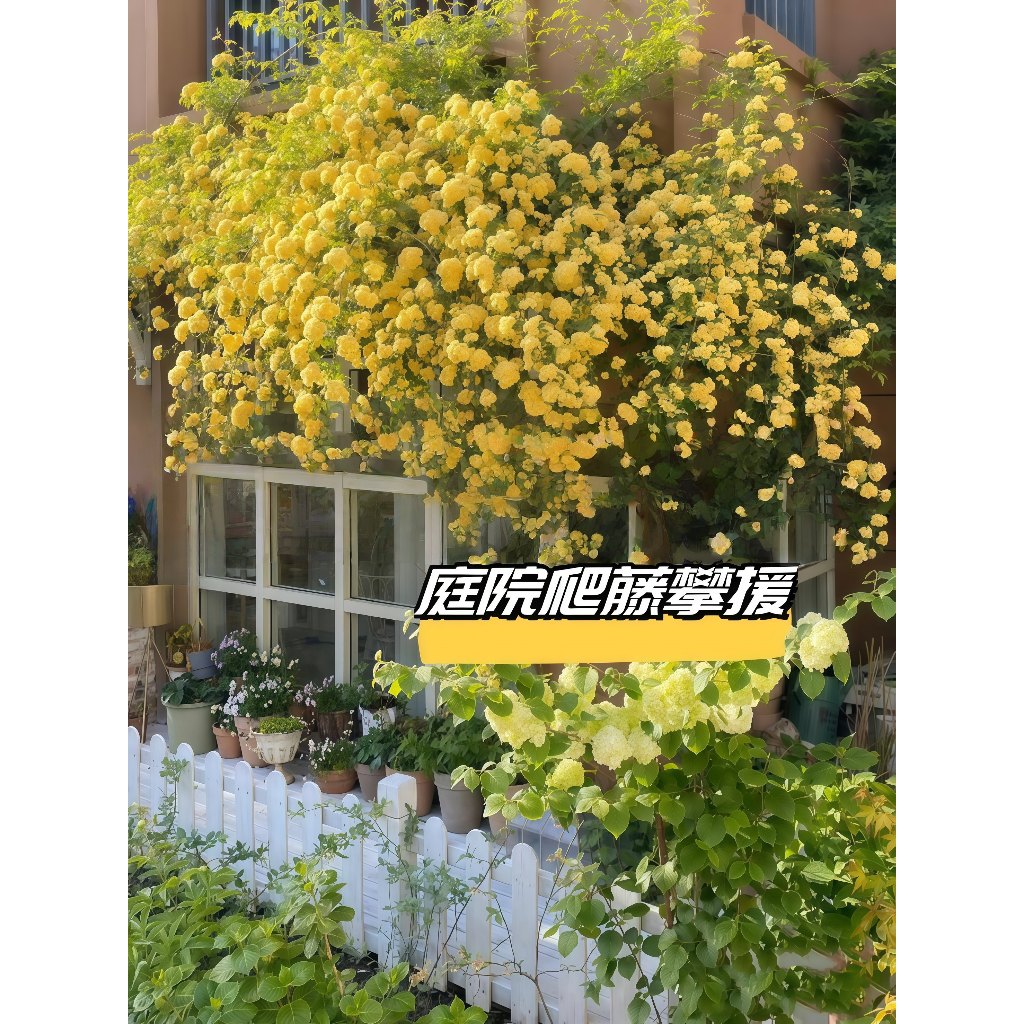 青禾園藝（木香花種子）濃香爬藤紅木香花黃木香種子庭院造景圍籬陽台