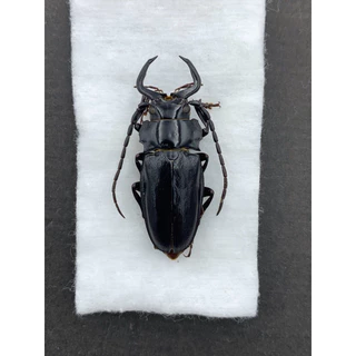 標本用品 Taiwan Dytiscoidae sp.38mm DZ9X259543001 | 墨水