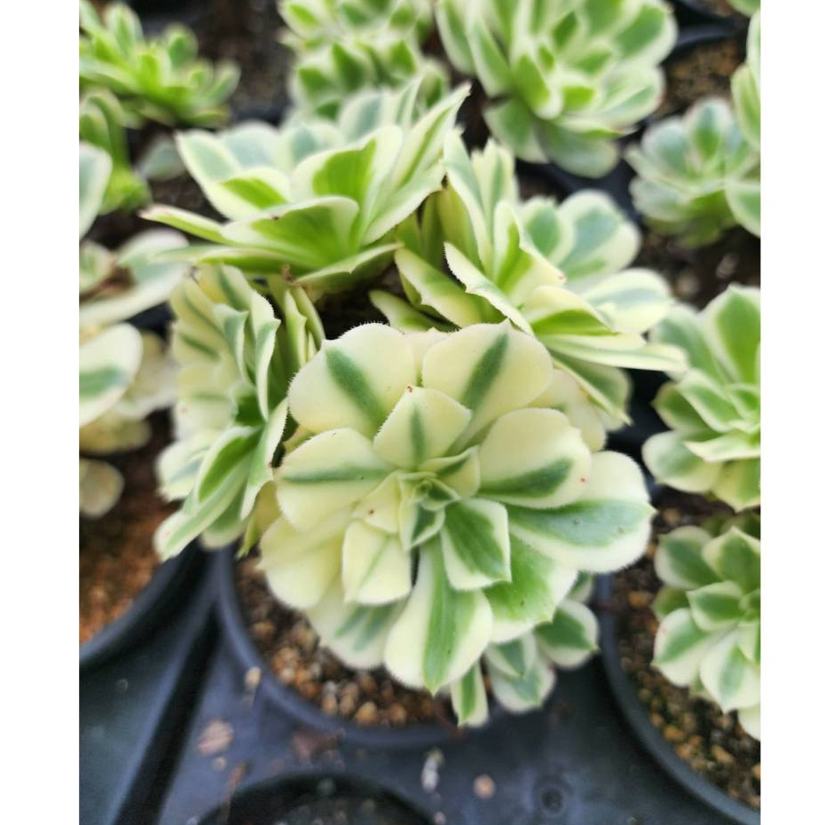 法師多肉- 園藝植作優惠推薦- 居家生活2026年6月| 蝦皮購物台灣