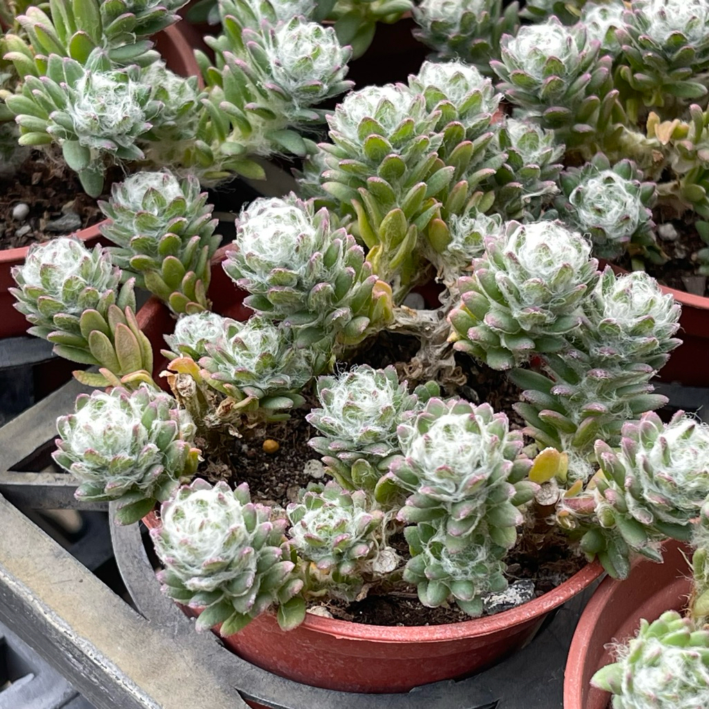 多肉植物 多肉植物新手入門款/三寸盆/熱銷超萌植物/繽紛生活美學微笑多肉植物