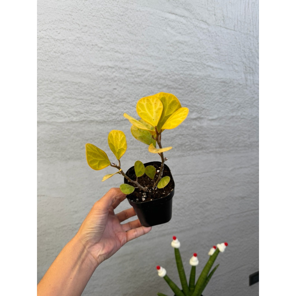 【高木の森】🅑🅞🅣🅐🅝🅘🅒-小盼菩提樹 Ficus diversifolia/觀葉植物 | 蝦皮購物