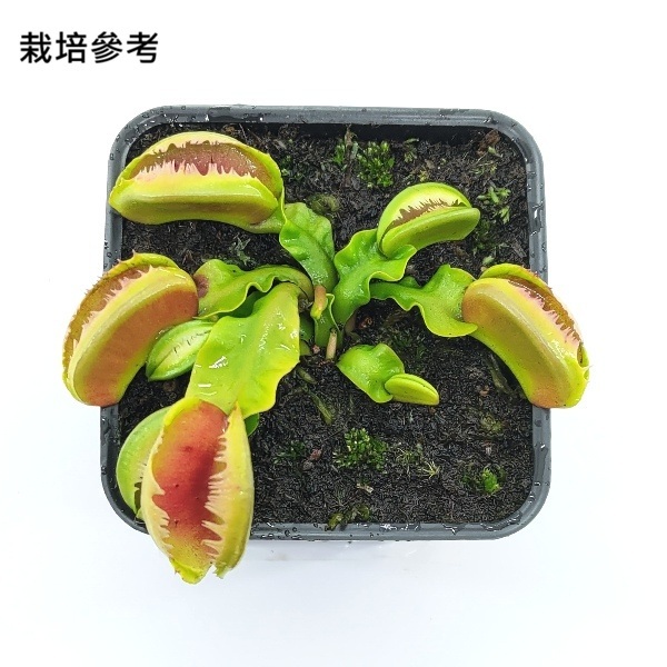 食蟲植物︱模糊齒捕蠅草︱Dionaea Fuzzy Tooth︱裸根單株｜室內培育 | 蝦皮購物