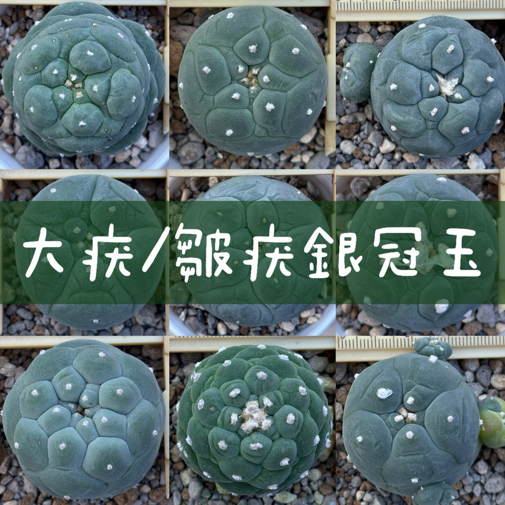 🌵植間綠洲｜大疣/皺疣銀冠玉實生苗嫁接短台降會開花含盆寄出