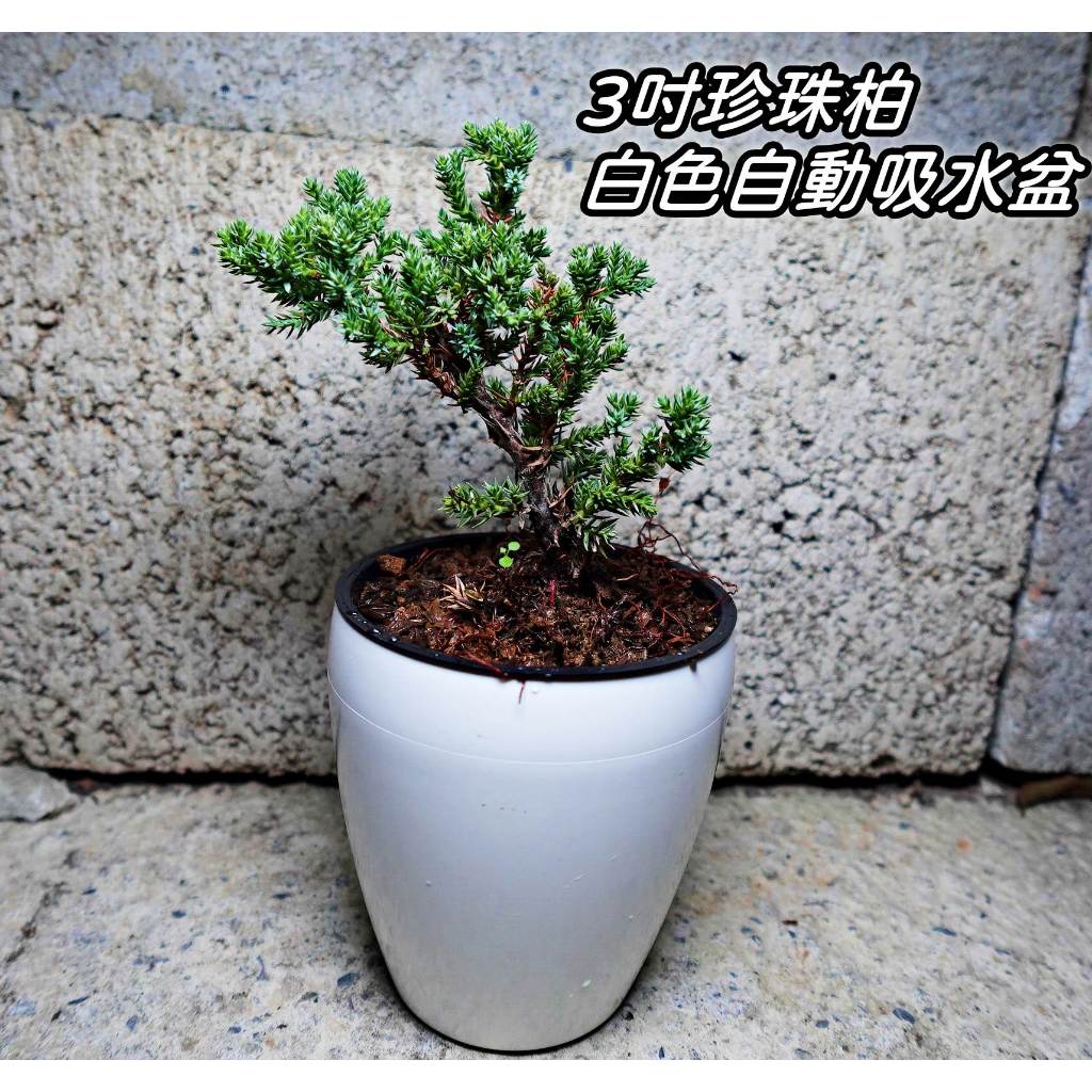 柯比植物>石化檜豆盆石化檜盆栽石化檜木石化檜苗生態缸盆景小品盆栽