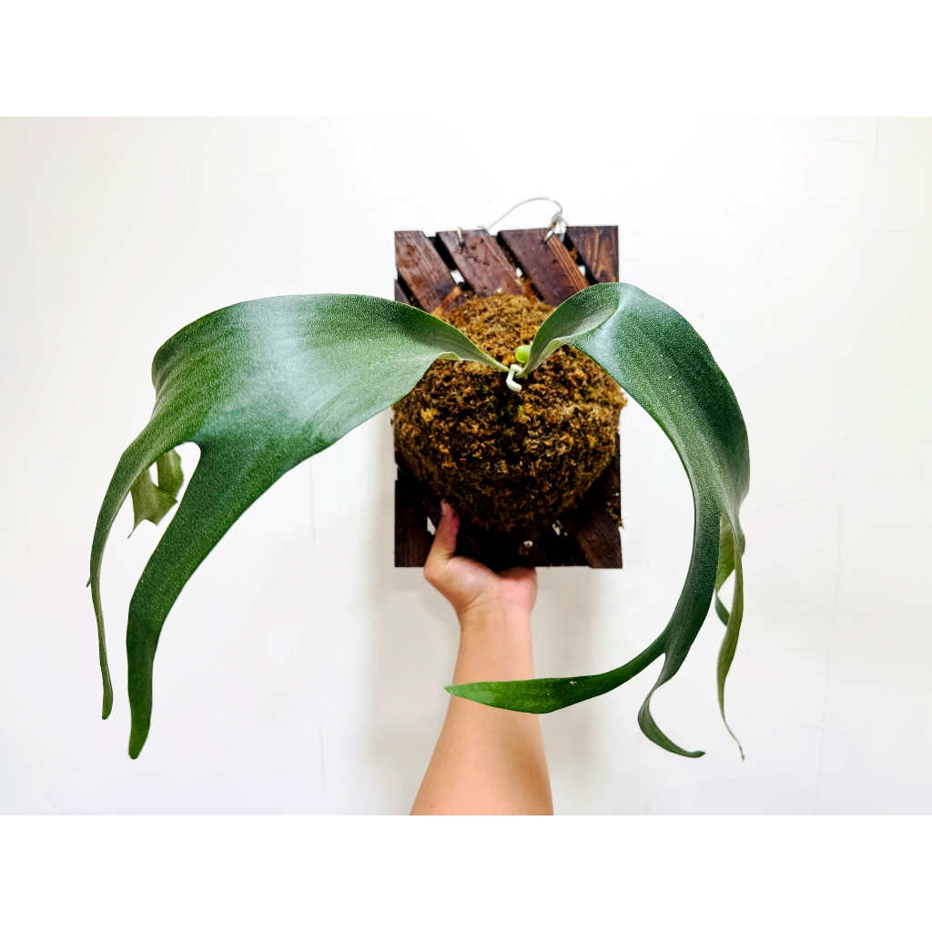 千手觀音鹿角蕨（Platycerium 'SS Foong'）椰子樹觀賞園藝綠植蕨| 蝦皮購物