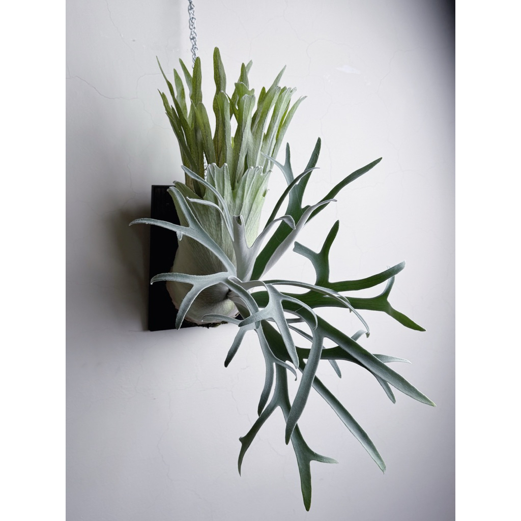 幽植NihiloPlants】, 線上商店| 蝦皮購物