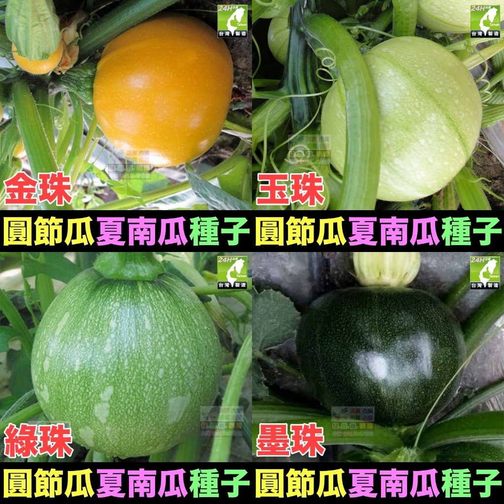 🍈【我愛發芽】櫛瓜 圓形夏南瓜 圓節瓜 種子 產量很高 收成很快 脆嫩爽口 清香甘甜 四季都可種植 可以盆栽 陽台 | 蝦皮購物
