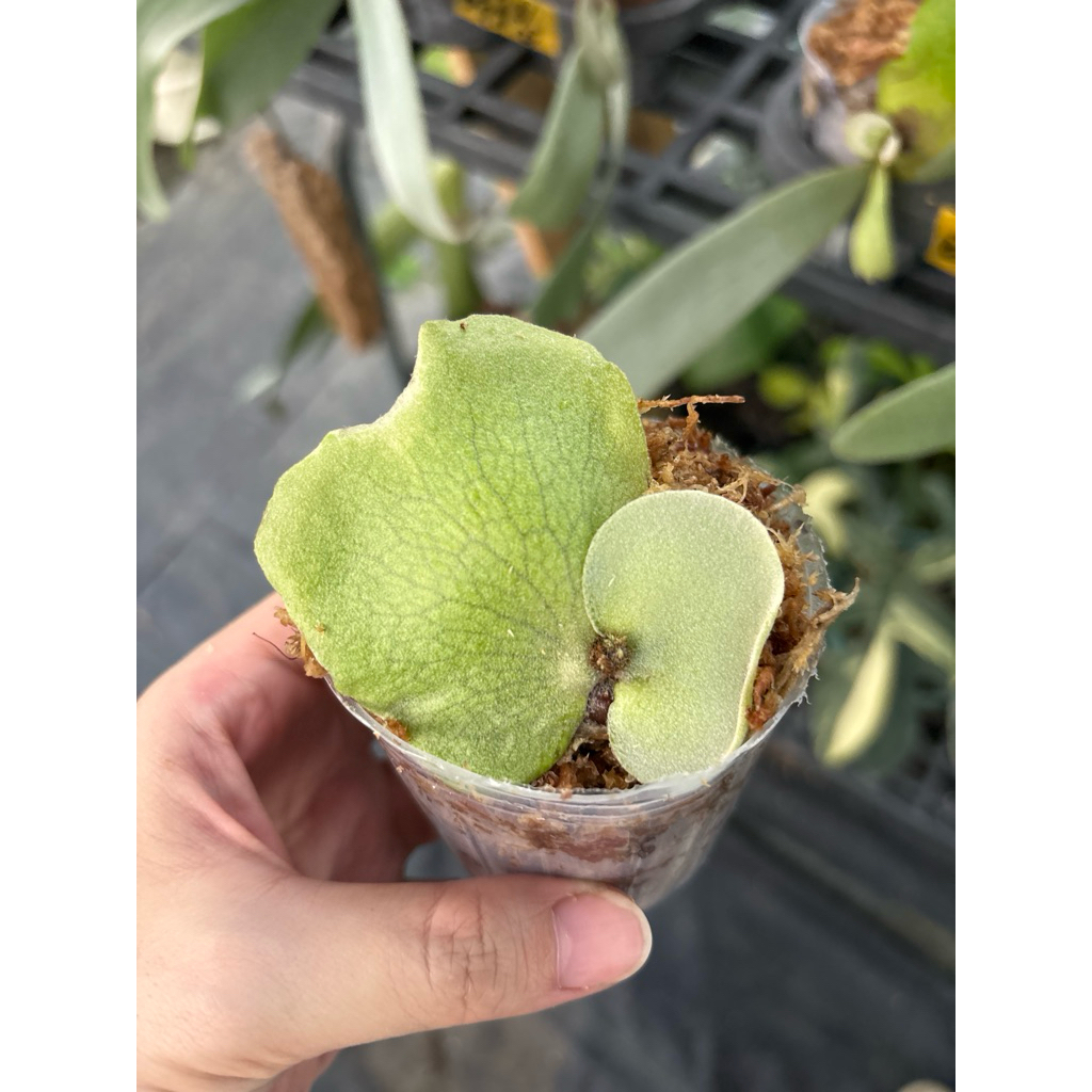 🌱愛客森🌱 P.Willinckii Leonids獅子座鹿角蕨| 蝦皮購物