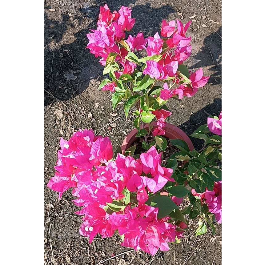 特殊品種7吋大盆<金心台北紅紫/透紫轉紅/玫瑰紅光譜>唯美仙系九重葛
