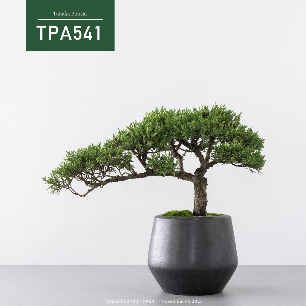 Tanaka Bonsai】TPA541 日本紀州真柏盆景｜松柏盆栽| 蝦皮購物