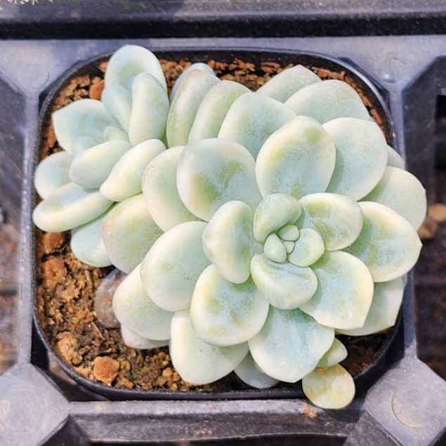 勞爾錦香氣系列香味香香錦斑👑251114 無根裸株出貨多肉植物多肉| 蝦皮購物