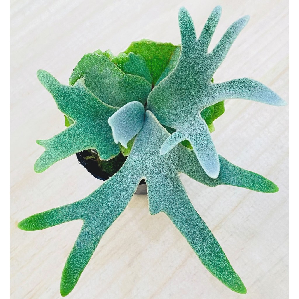 Nano孢子苗-P. Willinckii 'Nano' sporeling鹿角蕨侏儒爪哇上板植物