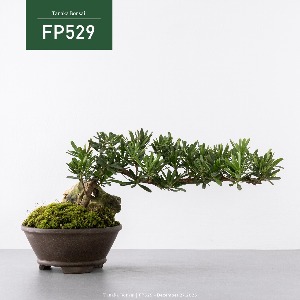 Tanaka Bonsai】FP529 晶鑽羅漢松盆景| 松柏盆栽| 蝦皮購物