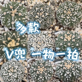 兜錦- 優惠推薦- 2026年7月| 蝦皮購物台灣