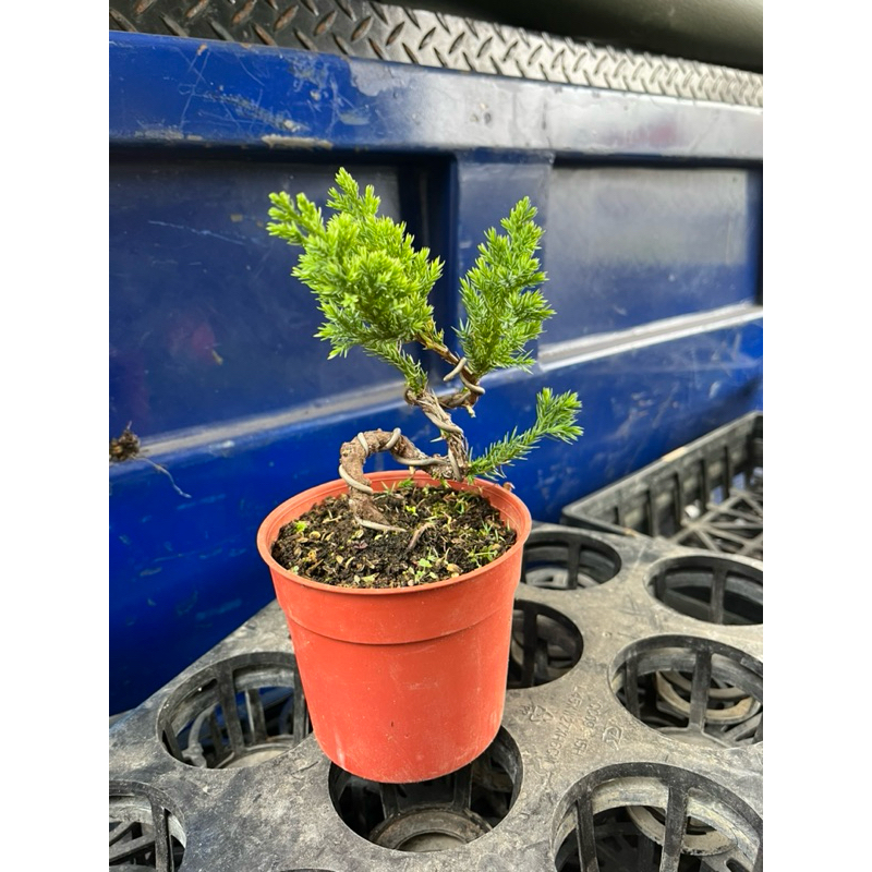 真柏（S塑型，三灣）｜3.5吋盆～小品盆栽⋯ | 蝦皮購物