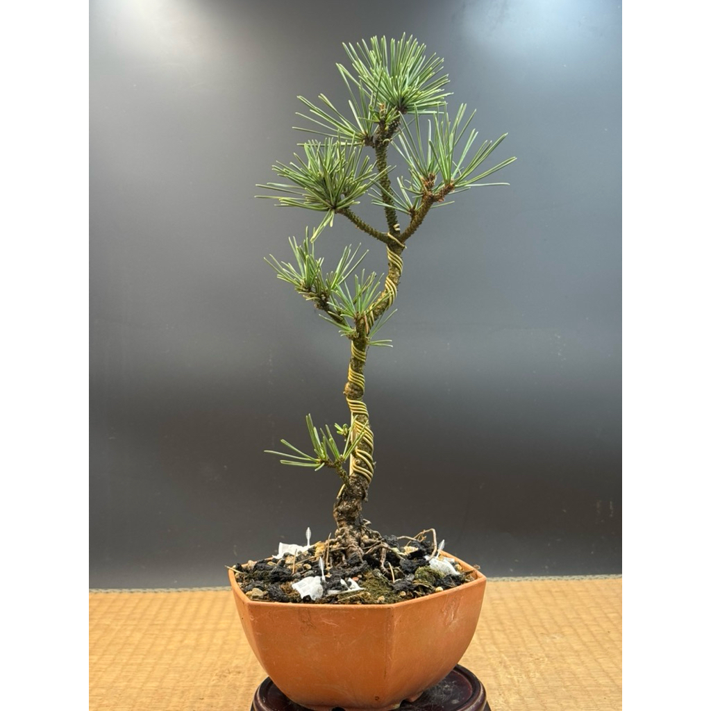 日本進口品種盆栽- 旭龍黑松| 蝦皮購物