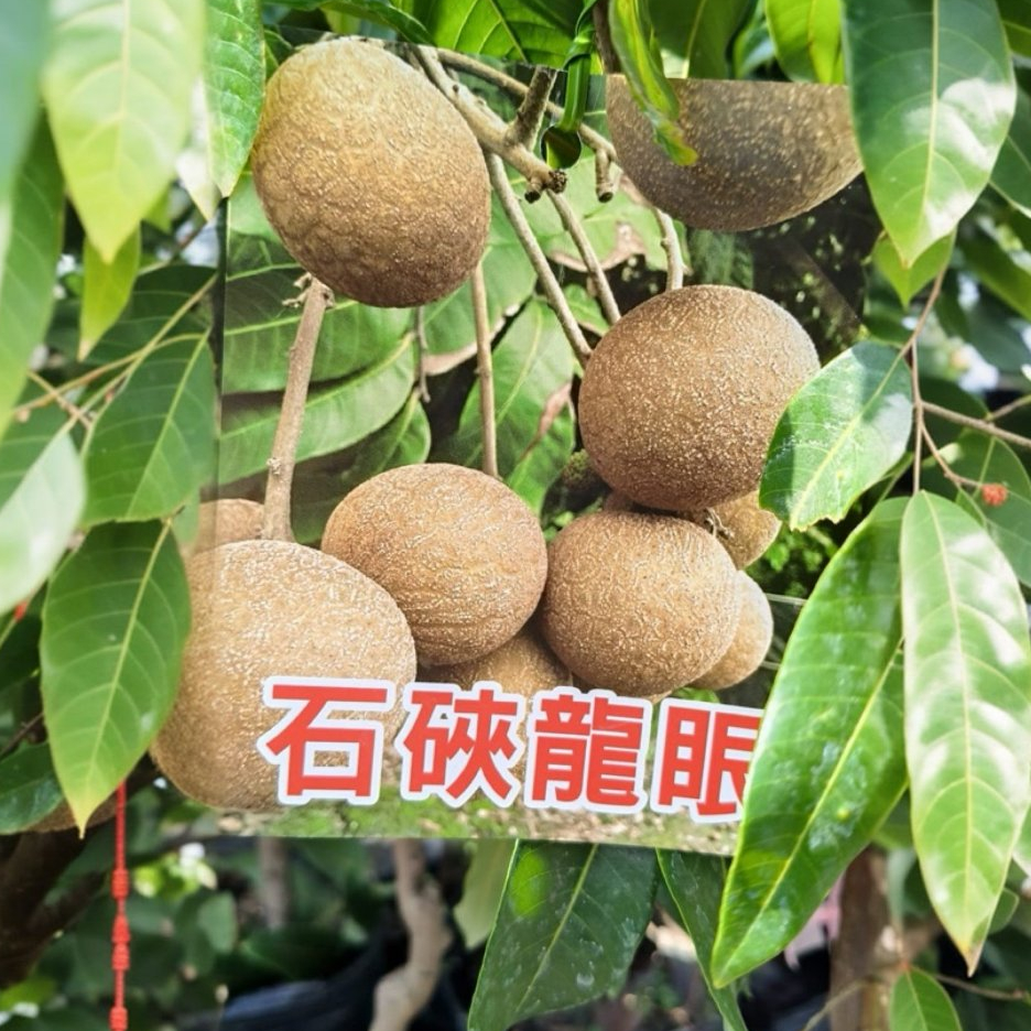 石硤龍眼苗🟡嫁接矮化盆栽🟡 龍眼 龍眼苗 龍眼樹苗 水果苗 樹苗 果苗 矮化果樹 水果盆栽 矮化盆栽 | 蝦皮購物