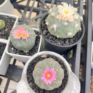 サボテン：（接ぎ）疣銀冠錦Ａ サボテン：（接ぎ）銀冠錦（７本） サボテン 疣銀冠玉錦 竜神木接ぎ