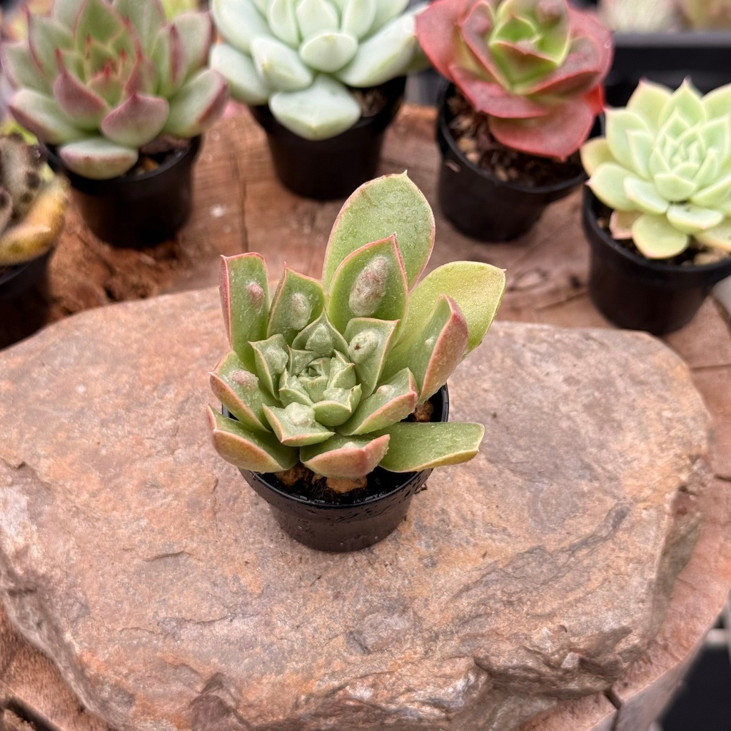 一吋盆綜合賣場1-0226更新/Wayne多肉/一吋盆多肉/多肉植物/婚禮小物/組