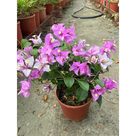 綠葉冰淇淋 5吋盆