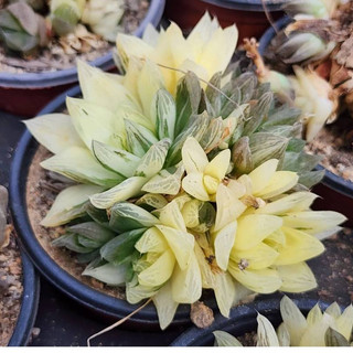錦斑多肉植物- 優惠推薦- 2026年6月| 蝦皮購物台灣