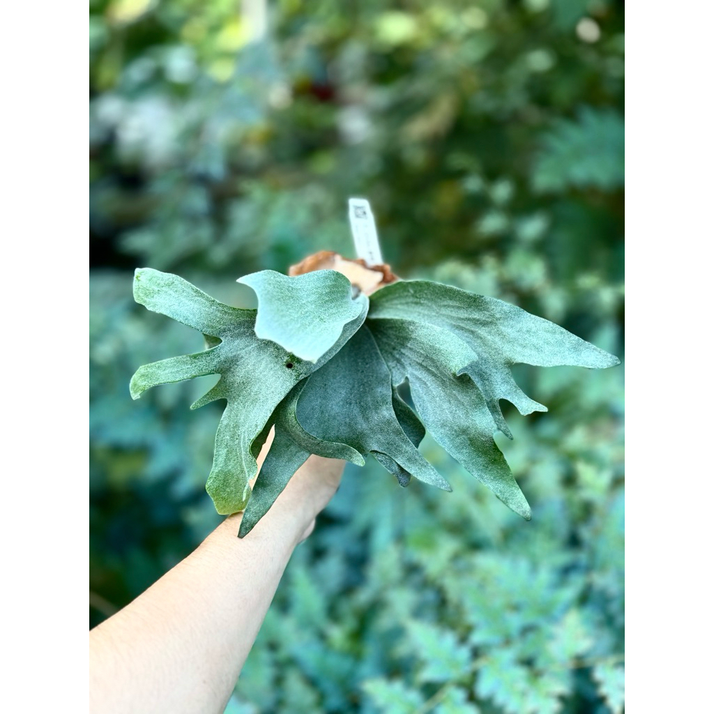 蕨的想買就買] 新手特價🔥銀華P. Ginka (TC) 鹿角蕨/蕨類植物/造景/造