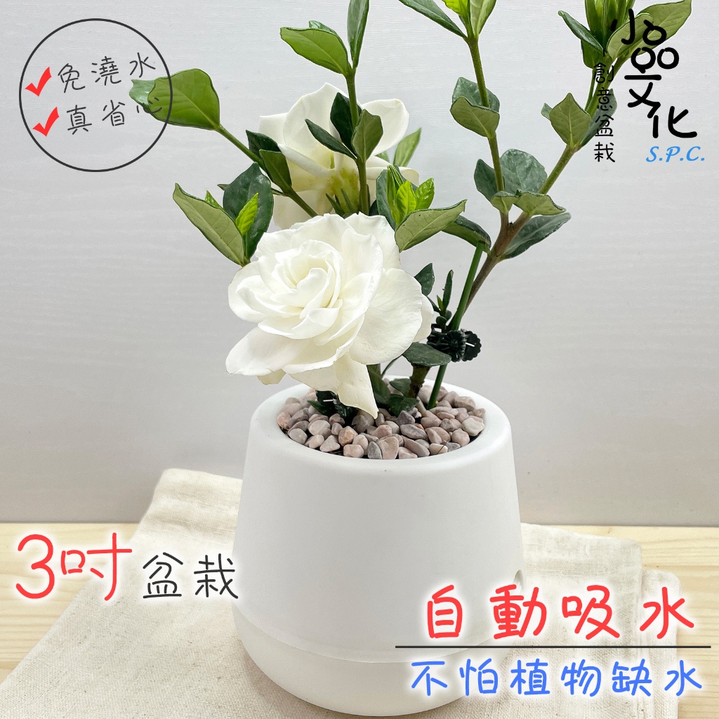 小品文化｜梔子花3吋小盆栽｜免澆水盆栽開花植物室內植物桌上盆栽懶人