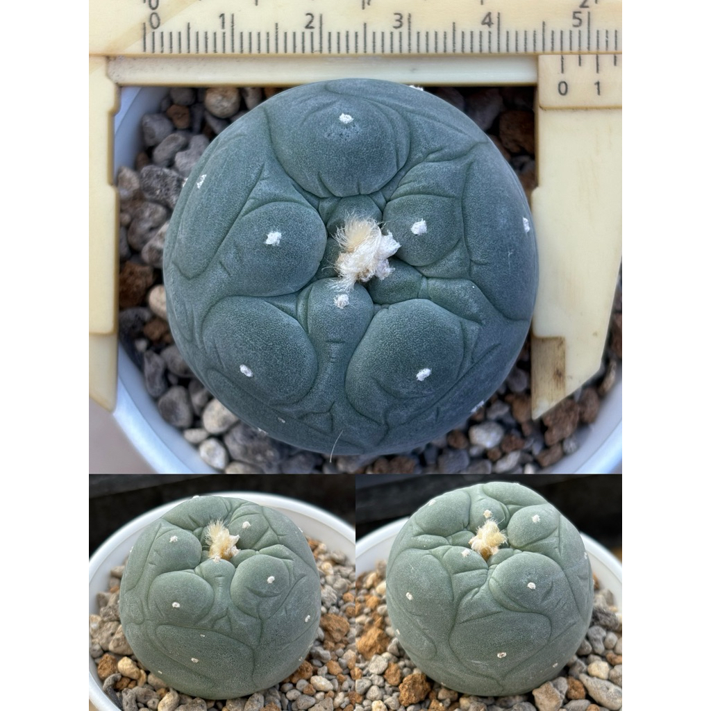 🌵植間綠洲｜大疣/皺疣銀冠玉實生苗嫁接短台降會開花含盆寄出