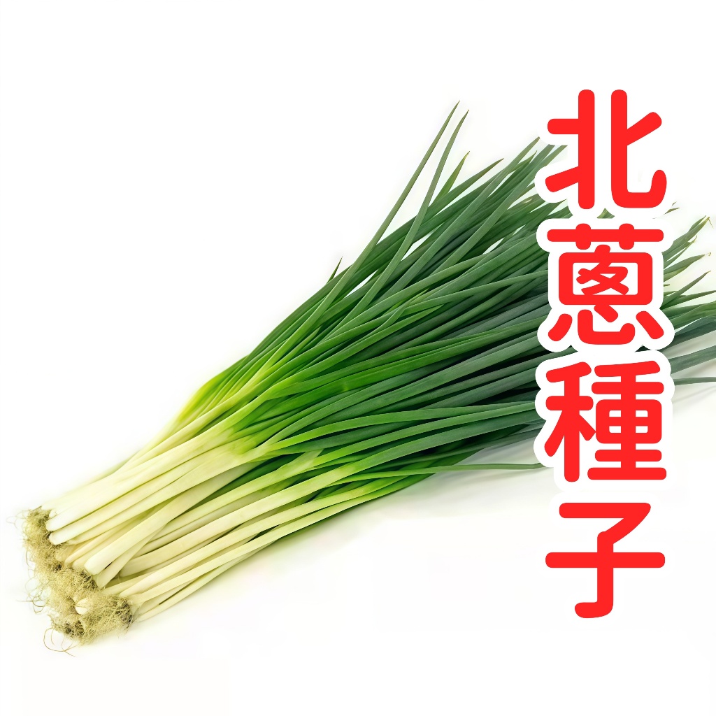 台灣北蔥種子 珠蔥種子 日本蔥種子 四季可栽 耐熱耐寒 家庭蔬菜 陽台盆栽 菜園直栽 快發芽 高發芽率 | 蝦皮購物