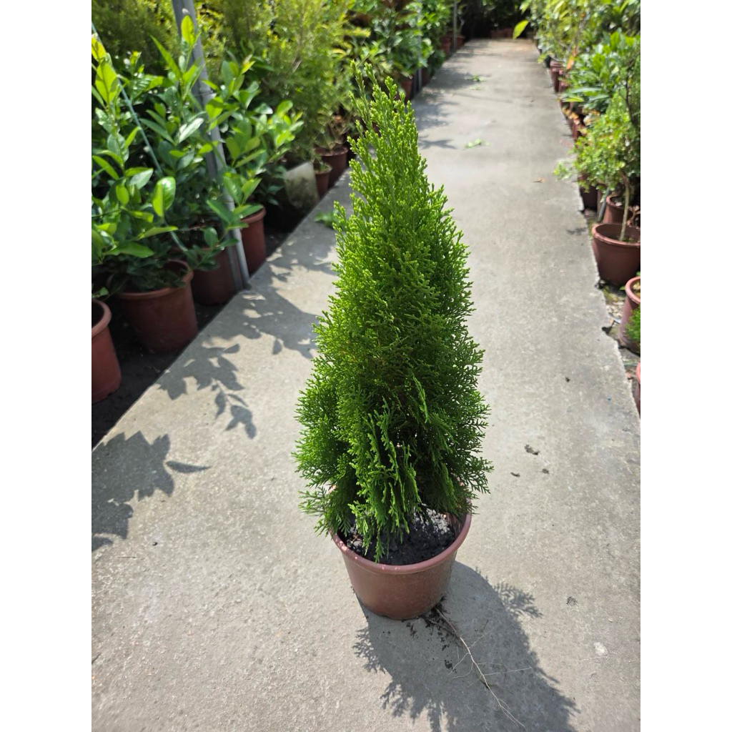 ★綠霖園藝★黃金扁柏 6寸盆 觀賞植物/水果樹苗/新興果樹/果苗/嫁接/植物/盆栽 | 蝦皮購物