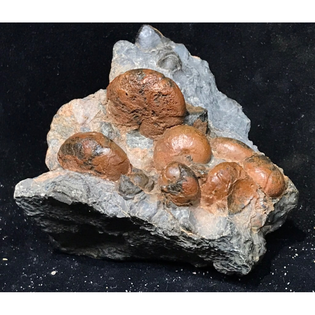 【菊石的家】精修，已售 馬尼 菊石 化石 Miminitoceras contum n.sp 晚泥盆紀 | 蝦皮購物