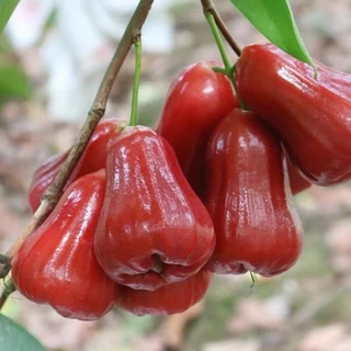 黑金剛蓮霧｜優惠推薦- 蝦皮購物- 2025年11月