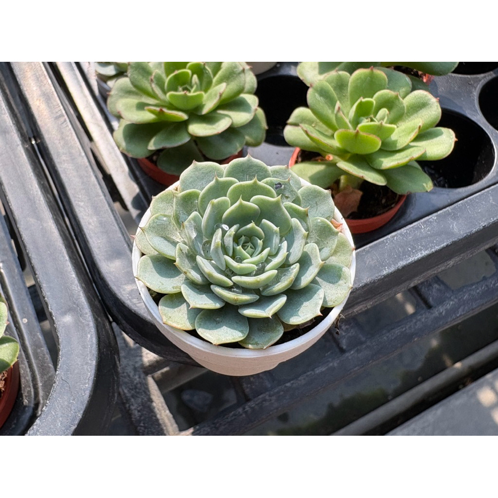 多肉好好買】七福神多肉植物現貨| 蝦皮購物